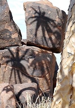 箭袋樹,影子,石頭