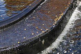 噴泉,水,硬幣