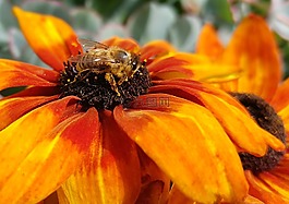 蜜蜂,昆蟲,開花
