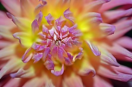 開花,花,廠