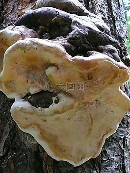 樹,菌類,蘑菇
