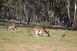 flinders ranges,內(nèi)陸地區(qū),戶外