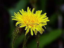 黃色,野生花卉,自然