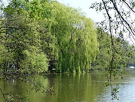 性質(zhì),水,景觀