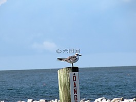 鷗,海鷗,鳥