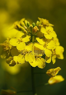 油菜,谷物,黃色