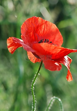 罌粟,紅色,開(kāi)花