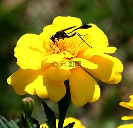 黃蜂,蜜蜂,昆蟲(chóng)