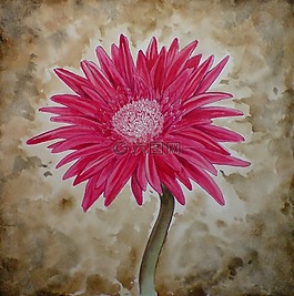 非洲菊,花,粉紅色
