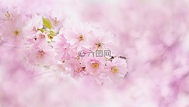 開(kāi)花,花,廠