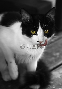 貓,動物,貓臉