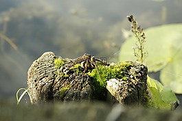 蜘蛛,昆蟲,夏天