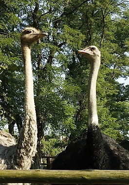 鴕鳥,鳥,動(dòng)物