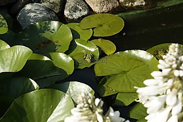 青蛙,蛙池里,绿色