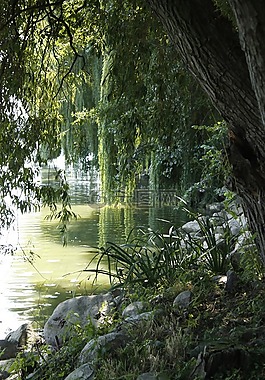 池塘,樹,反思
