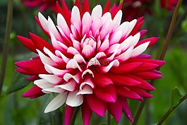 開(kāi)關(guān)廠,花,開(kāi)花