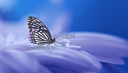 蝴蝶,性質(zhì),昆蟲