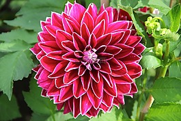 廠,花,嬌琴紗