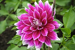 廠,嬌琴紗,花