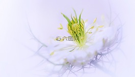 花,廠,性質(zhì)
