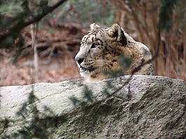 雪豹,豹,動物