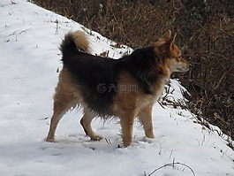 狗,宠物,ronja