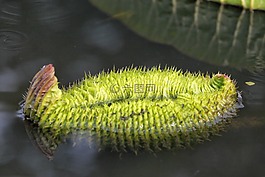 蓮葉,水生植物,夏天