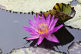 開花,睡蓮,水生植物