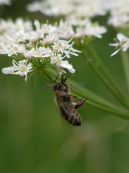 蜜蜂,昆蟲,開花