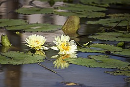 開花,睡蓮,水生植物