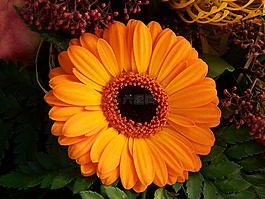 非洲菊,橙花,切花