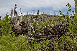 森林,waldsterben,树皮甲虫