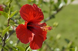 芙蓉,紅色,開花