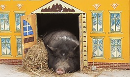 豬,農場,動物