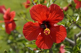 芙蓉,紅色,開花