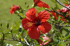 芙蓉,紅色,開花
