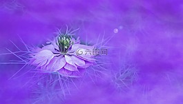 花,性質(zhì),背景