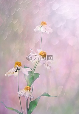 花,廠,性質(zhì)