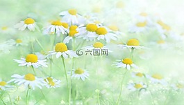 性質,花,廠