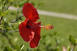 芙蓉,紅色,開花