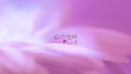 開花,花,滴