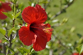 芙蓉,紅色,開花