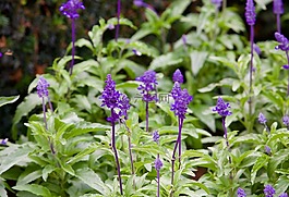 紫色小花,花園,性質(zhì)