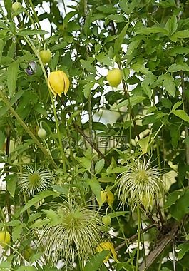 铁线莲,黄waldrebe,黄色