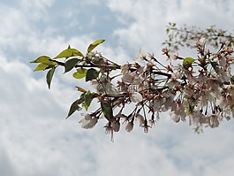 蘋果花,蘋果,白