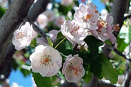 櫻桃,開花,鮮花