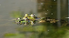 青蛙,伴侶,傳播