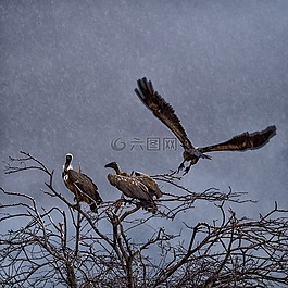 兀鷲,飛行,雨