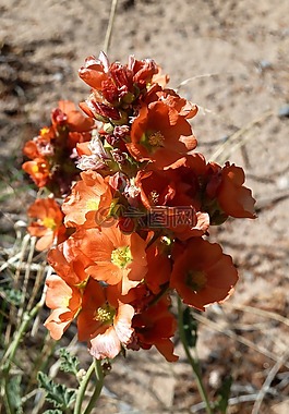 沙漠,suculent,鮮花