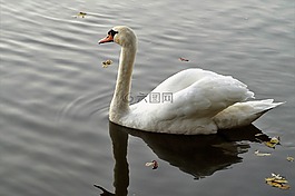 天鵝,白,水鳥